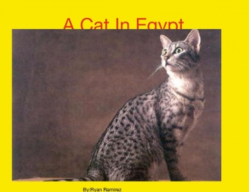Cat In Egypt