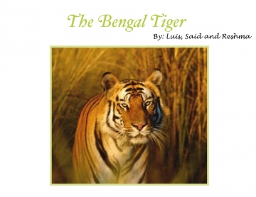The Bengal Tiger