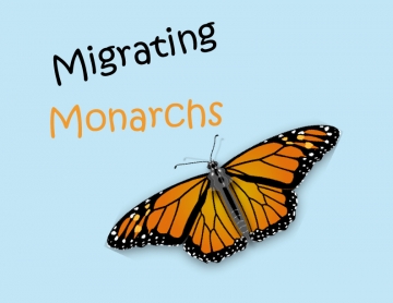Migrating Monarchs