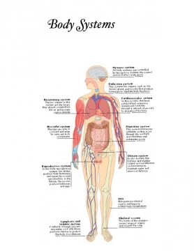 Body System book