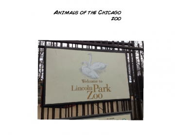 Animals at the Chicago zoo