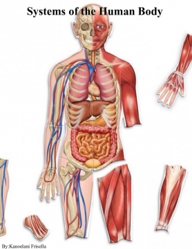 Systems of the Human body