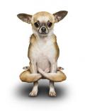 author icon
