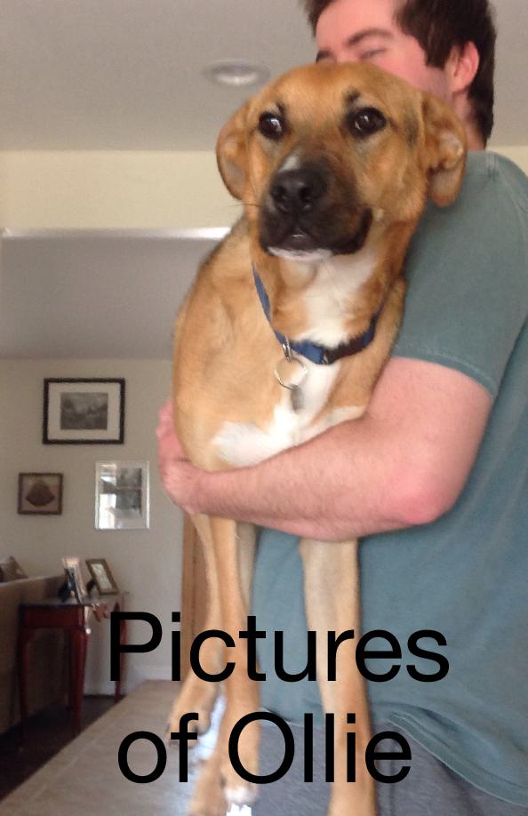 Cover of Pictures of Ollie