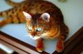 author icon