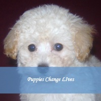 Puppies Change LIves
