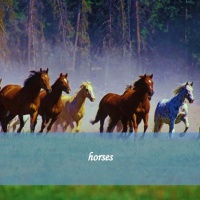 horses