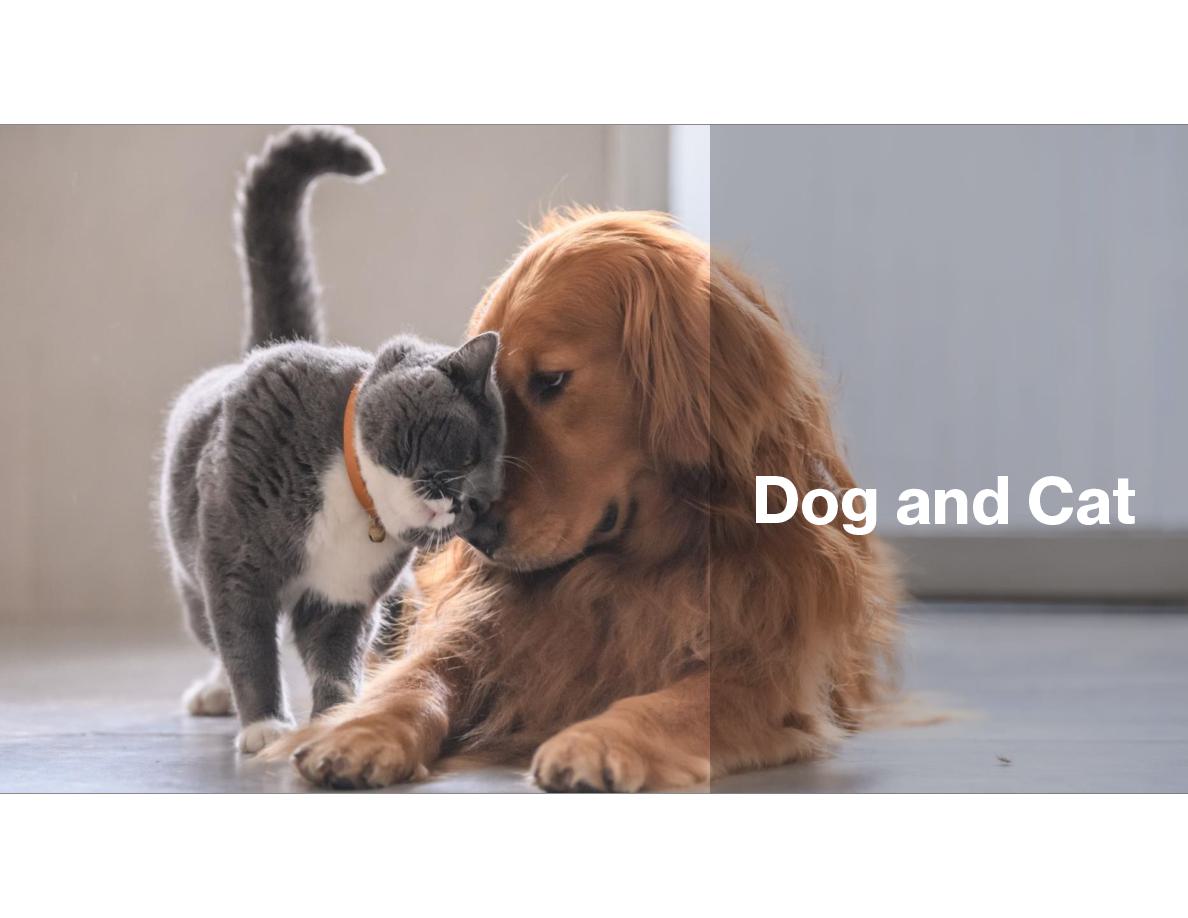 Cover of Dog & Cat