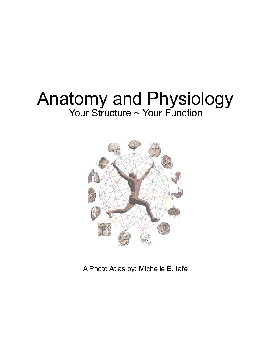 anatomy and physiology what to put on a cover page