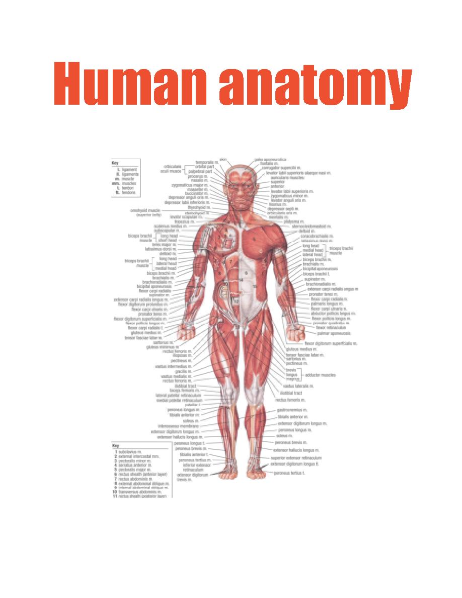 Human anatomy Book 571969 | Front Cover, image size:918x1188